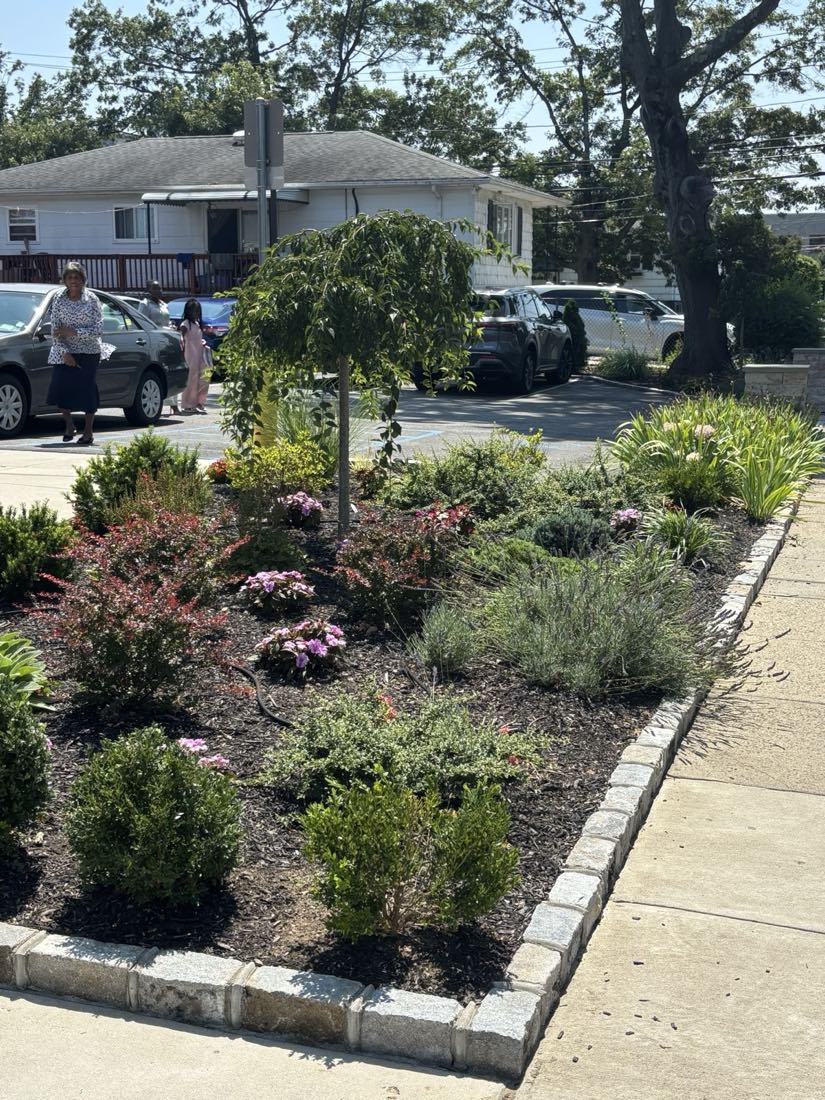 Commercial streetside planting bed with a weeping cherry