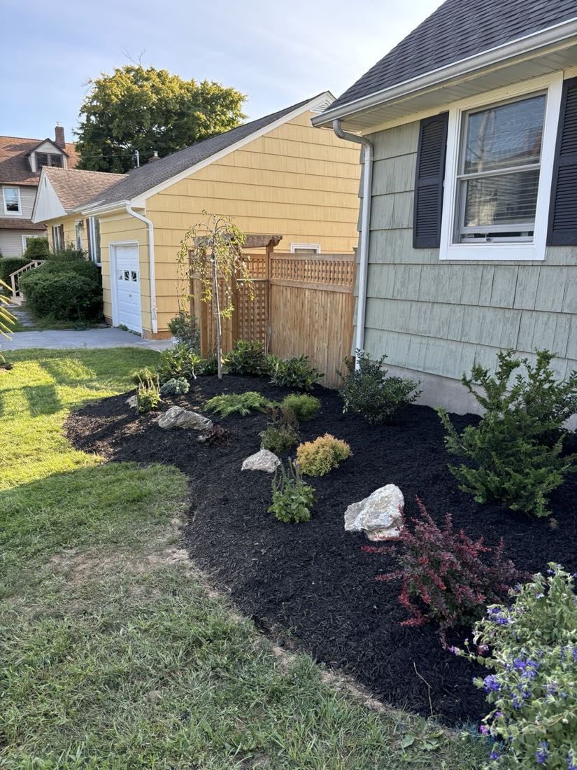 A newly planted row of arborvitae privacy trees